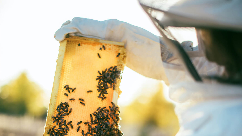 Imker mit Bienenwabe