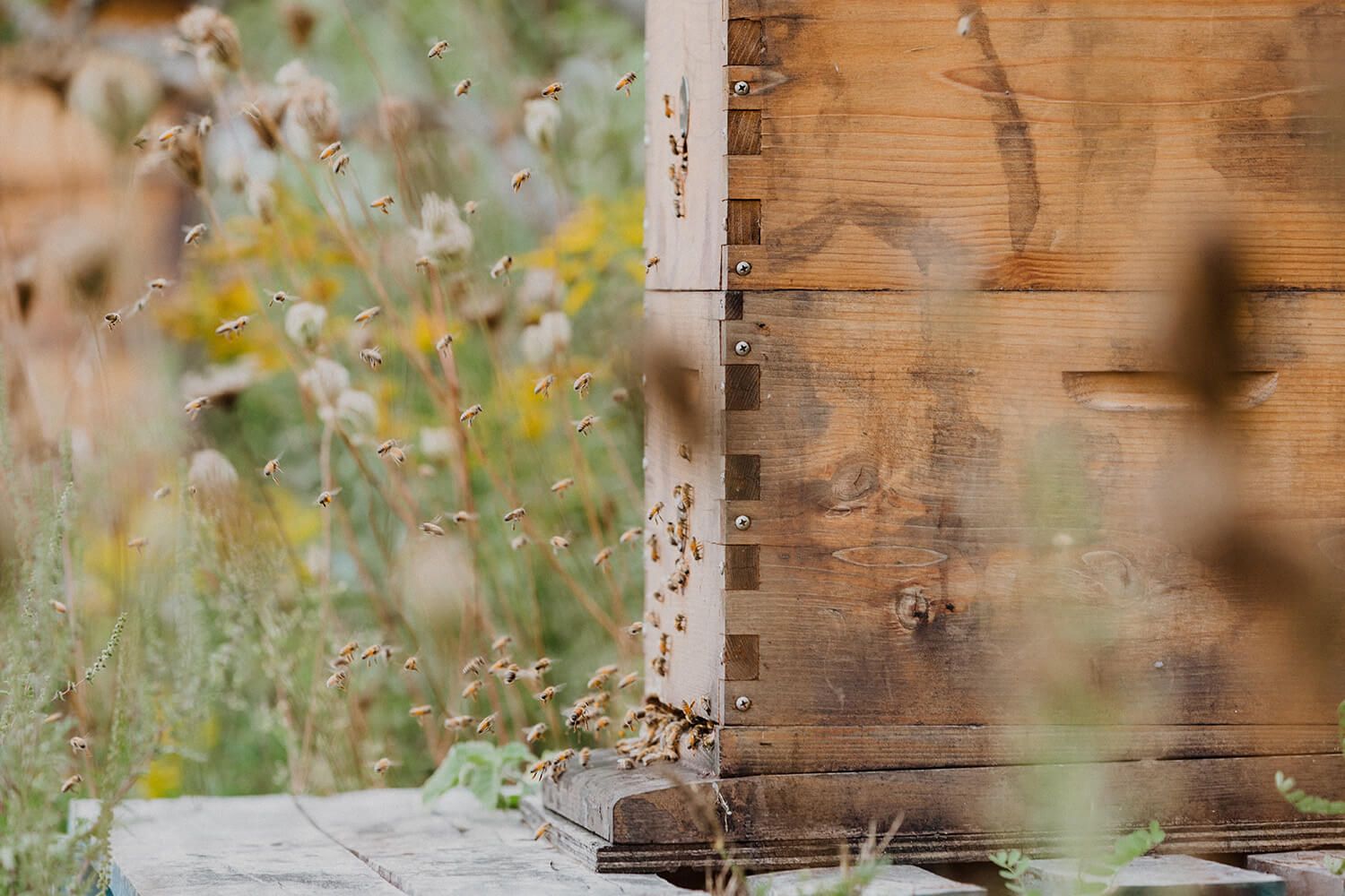 Bienenstock und Blumen